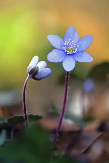 Hepatica: 80189548 Hepatica - flowering Lower Saxony, Germany