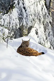 2015: 80189550 Lynx - lying in snow - resting Bavarian