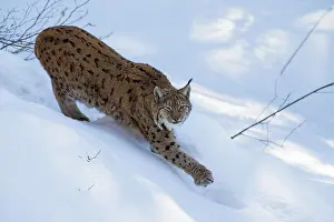 2015: 80189551 Lynx - stretching itself - in snow Bavarian