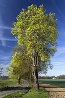 Acer: 80189552 Norway Maple - allee in flower Lower Saxony