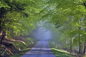 Sylvatica: 80189553 Forestry and Country Road - shrouded in