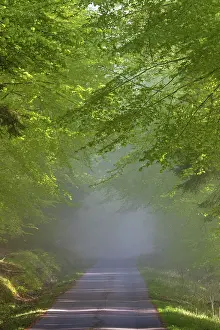 Sylvatica: 80189554 Forestry and Country Road - shrouded in