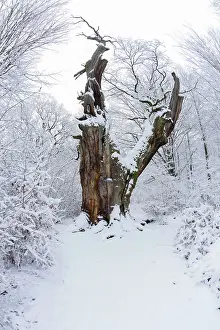 Robur: 80189555 Oak Tree - snow covered - ancient forest