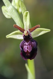2015: 80189556 Early Spider Orchid Kyffhauser hills Thueringen