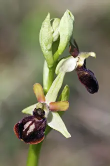 2015: 80189557 Early Spider Orchid Kyffhauser hills, Thueringen