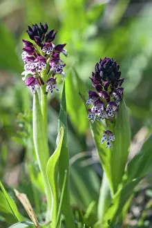 2015: 80189558 Burnt Orchid Kyffhauser hills, Thueringen