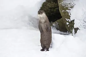 2015: 80189559 European Otter - alert - standing on back