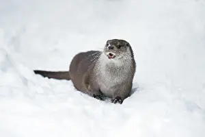 2015: 80189561 European Otter - resting - lying in snow