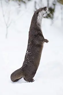 Inquisitive: 80189563 European Otter - inquisitive - standing