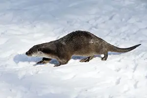 2015: 80189564 European Otter - walking through snow Bavarian