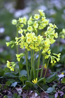 2015: 80189565 Oxlip - blossom Lower Saxony, Germany