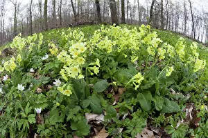 2015: 80189566 Oxlip and Wood Anemone - (Anemone nemorosa)