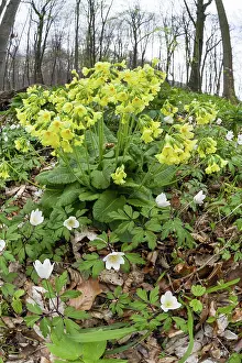 2015: 80189567 Oxlip and Wood Anemone - (Anemone nemorosa)