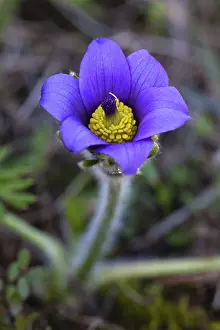 2015: 80189568 Pasque Flower Kyffhauser hills, Thueringen