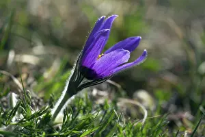 2015: 80189569 Pasque Flower Kyffhauser hills, Thueringen