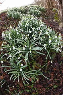 Galanthus: 80189570 Snowdrop - flowering on the edge of a