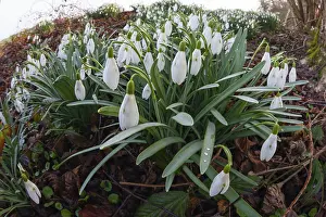 Galanthus: 80189571 Snowdrop - flowering on the edge of a field