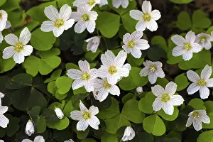 Sorrel: 80189572 Wood Sorrel - blossom Lower Saxony, Germany
