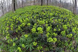 Spurge: 80189573 Wood Spurge - blossom - fisheye perspective