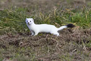Ermine: 80189576 Stoat / Ermine - on meadow Lower Saxony