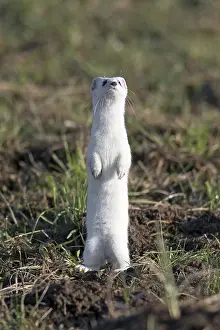 Ermine: 80189577 Stoat / Ermine - alert - standing upright