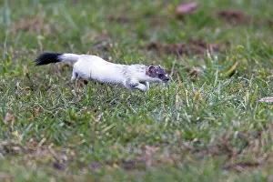 Ermine: 80189578 Stoat / Ermine - running across a meadow