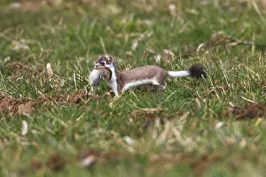Ermine: 80189579 Stoat / Ermine - with caught vole in fang