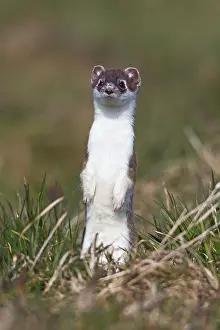 Ermine: 80189580 Stoat / Ermine - alert - standing upright