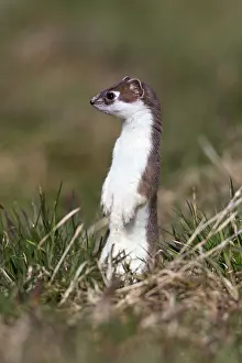 Ermine: 80189581 Stoat / Ermine - alert - standing upright