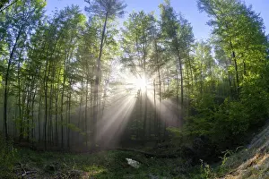 Sylvatica: 80189582 Forestry - and early morning mist - in
