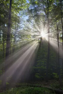 Sylvatica: 80189583 Forestry - and early morning mist - in