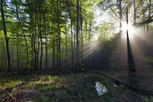 Puddle: 80189584 Forestry - and early morning mist - in
