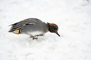 Teal: 80189585 Teal - drake - searching for food in snow