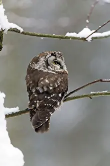 2015: 80189586 Tengmalm's Owl - perched on branch - in