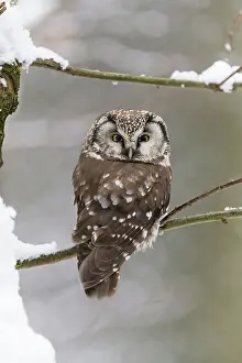 2015: 80189587 Tengmalm's Owl - perched on branch - in