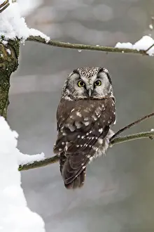 2015: 80189588 Tengmalm's Owl - perched on branch - in