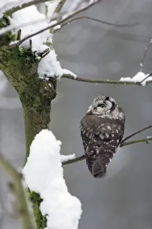 2015: 80189589 Tengmalm's Owl - perched on branch - in
