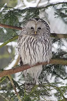 Ural: 80189590 Ural Owl - perched on branch - in winter