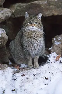 Silvestris: 80189591 Wildcat - alert at entrance of den Bavarian