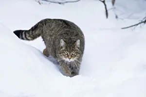 Silvestris: 80189592 Wildcat - walking through snow Bavarian