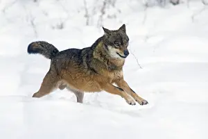 2015: 80189593 European Wolf - running through snow Bavarian