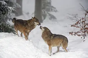 Wolves: 80189594 European Wolf - two animals showing social