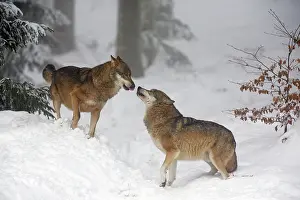 Wolves: 80189595 European Wolf - two animals showing social