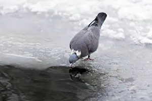 Columba: 80189596 Wood Pigeon - drinking at edge of frozen