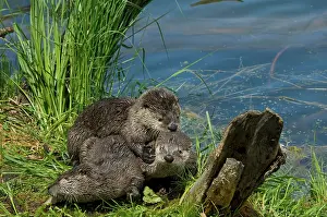 Pictures: 80189598 Northern River Otter - kits playing Wyoming