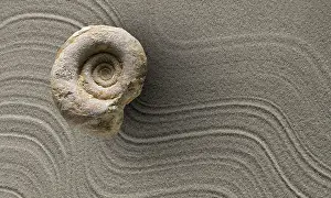 Composition: 80189639 Fossil - with sand background Agenzia Giornalistica