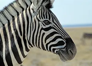 Alfresco: 80189641 Zebra - in the desert Agenzia Giornalistica