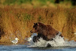 Temperature: 80189647 Grizzly Bear Agenzia Giornalistica Fotografica