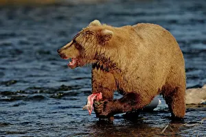 Swallowing: 80189648 Grizzly Bear Agenzia Giornalistica Fotografica