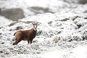 Temperature: 80189649 Chamois - in snow Agenzia Giornalistica